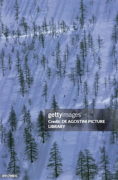 High angle view of trees on a snow covered landscape, Orco Valley, Gran Paradiso National Park, Valle d'Aosta, Italy