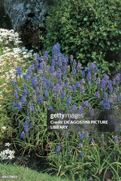 Close-up of a Grape hyacinth