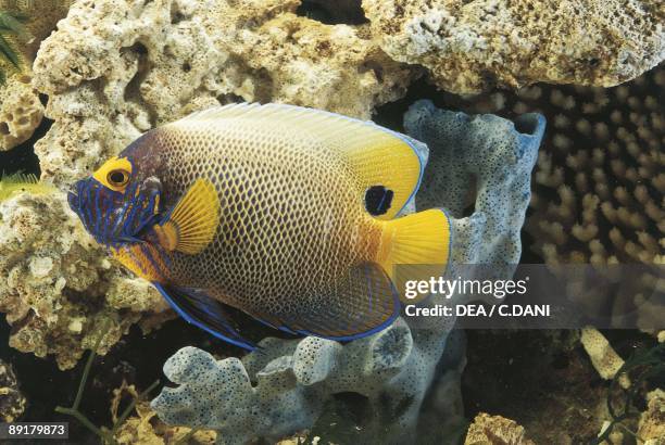 Yellowface angelfish in aquarium