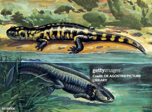 Close-up of two tiger salamanders