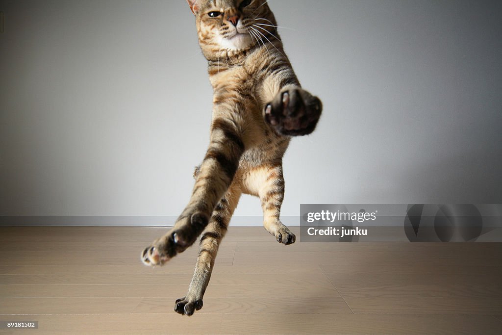 A cat jumping