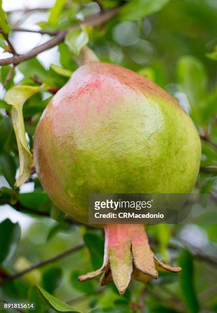 pomegranate, the fruit of the new year. - crmacedonio stock-fotos und bilder
