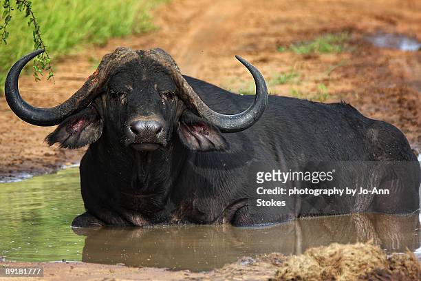 a cooling mud bath! - mudbath stock pictures, royalty-free photos & images