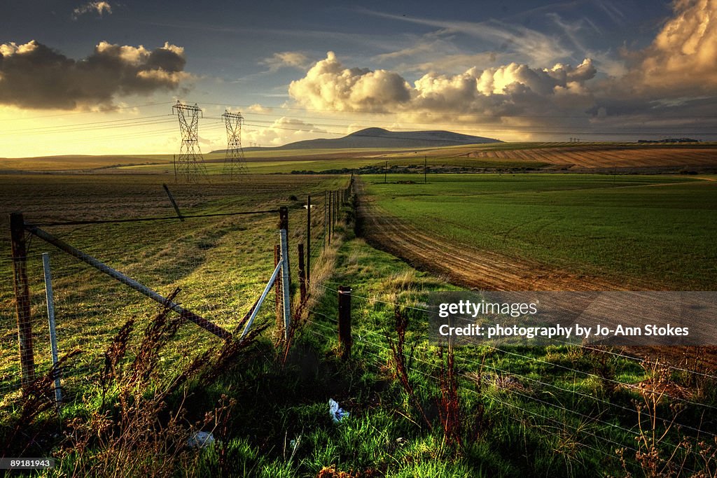 Fields of green