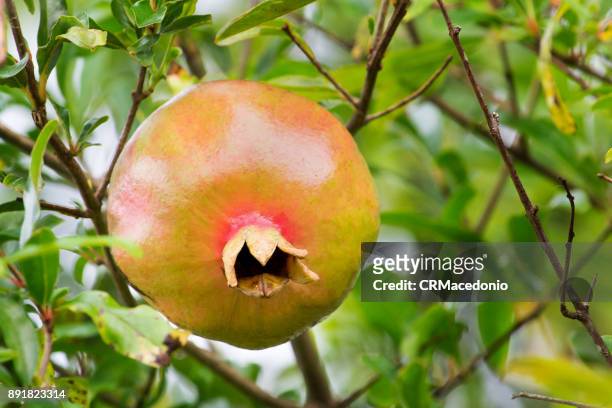 pomegranate, the fruit of the new year - crmacedonio fotografías e imágenes de stock