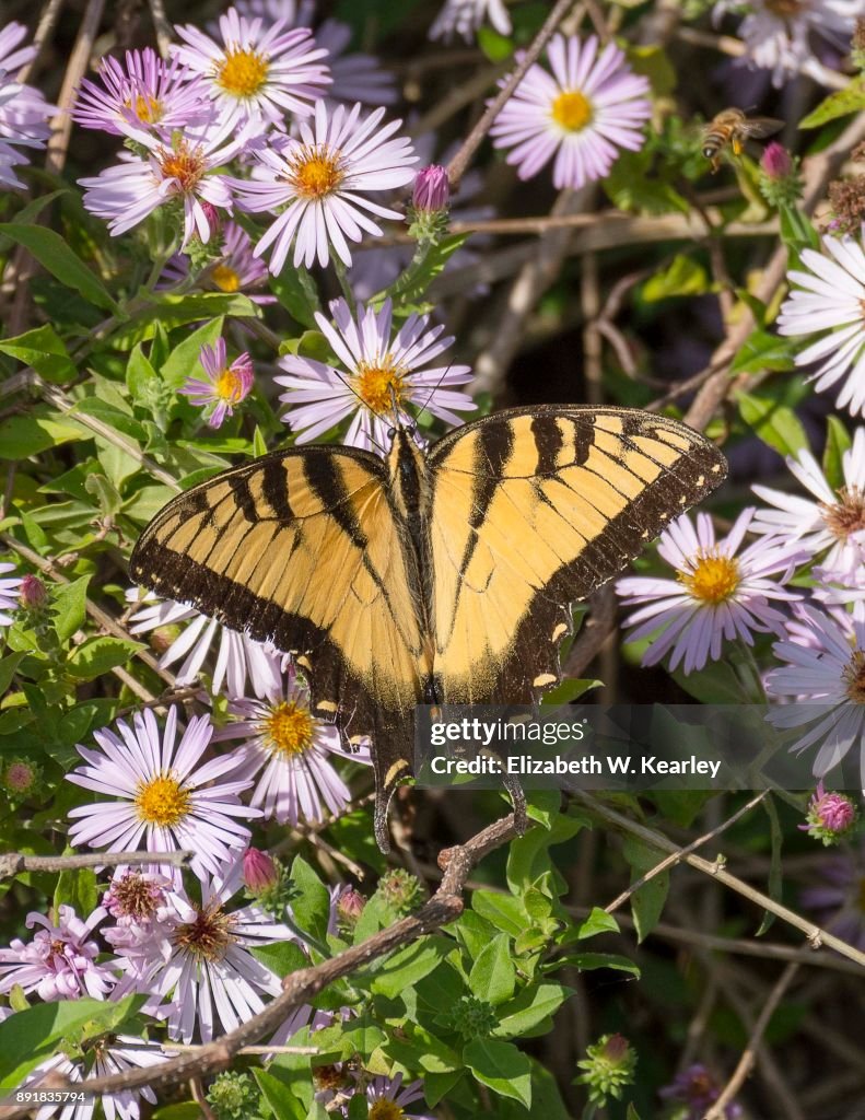 Tiger Swallowtail Butterly