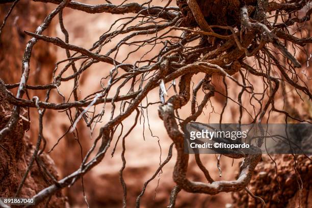 slot canyon of tlaxco - soil cross section stock pictures, royalty-free photos & images