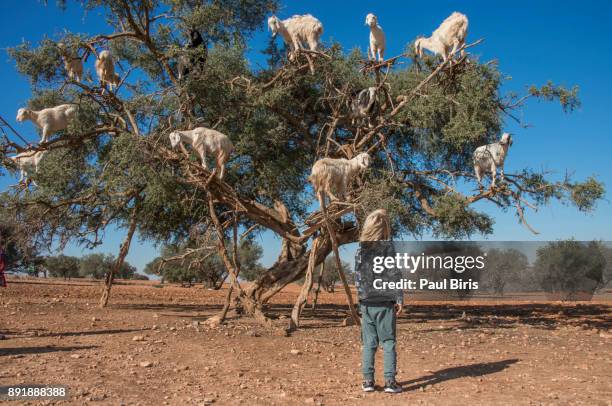 little boy admiring the tree climbing goats on argan tree in morocco - argan stock pictures, royalty-free photos & images