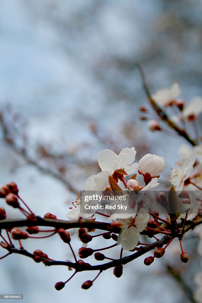 Blossom in spring