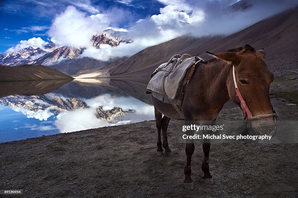 Tribute to the Love for Indian himalaya mountains