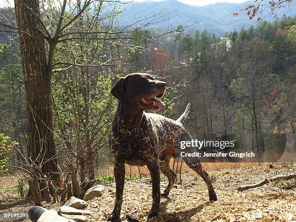 german shorthaired pointer profile - german shorthaired pointer fotografías e imágenes de stock