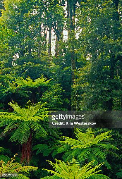 tree ferns and podocarp forest, whirinaki forest - westerskov stock pictures, royalty-free photos & images