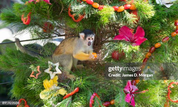 Squirrel monkey discovering his fruit and vegetable Christmas tree at Taronga Zoo on December 14, 2017 in Sydney, Australia. The Christmas-themed...