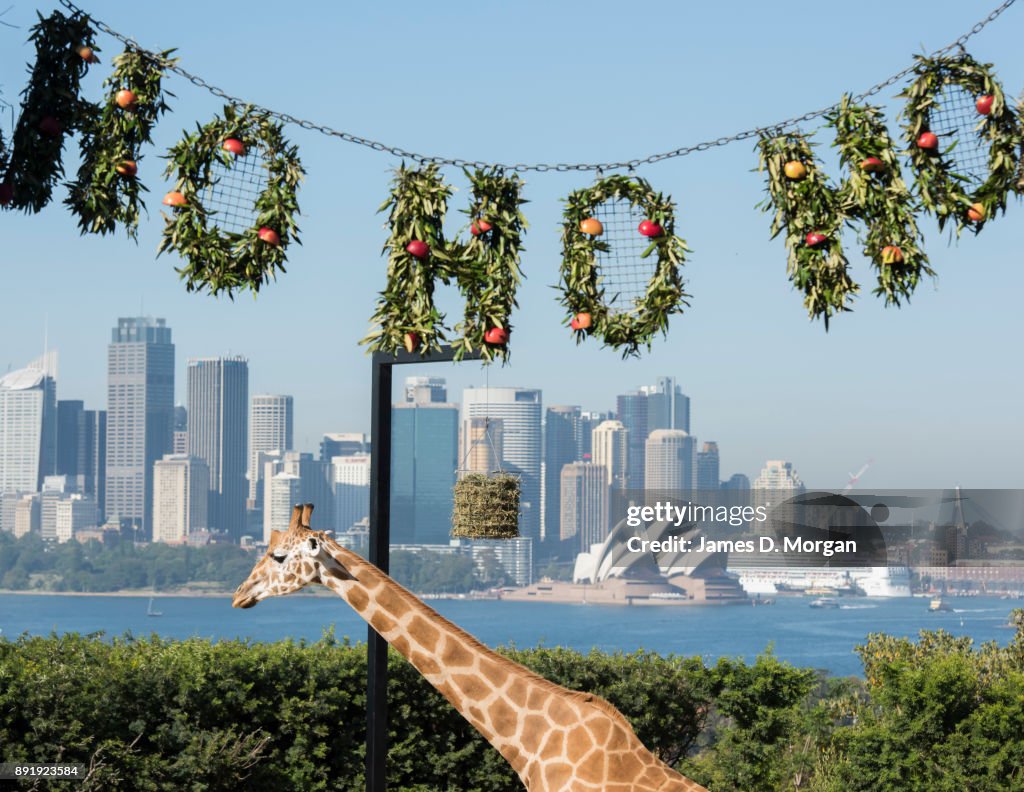Animals Enjoy Christmas Treats At Taronga Zoo