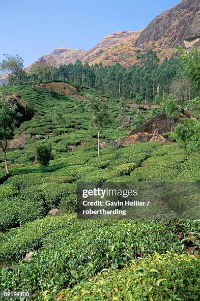 tea plantation, munnar, western ghats, kerala state, india, asia - western ghats stock-fotos und bilder