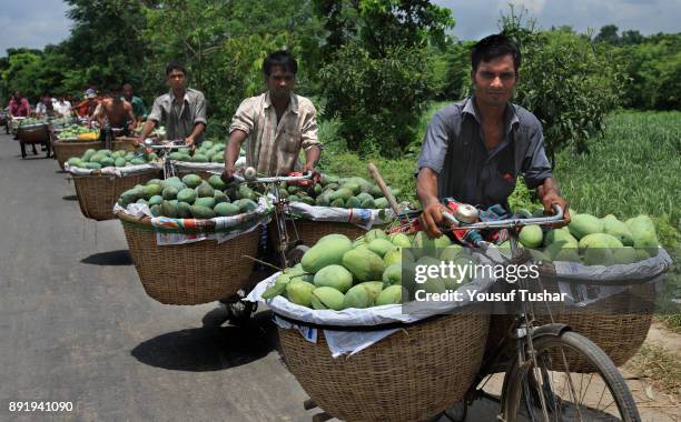 People are carrying mango on their bicycle for selling at local wholesale market of Rajshahi district, Bangladesh. People sell mangoes at the local...