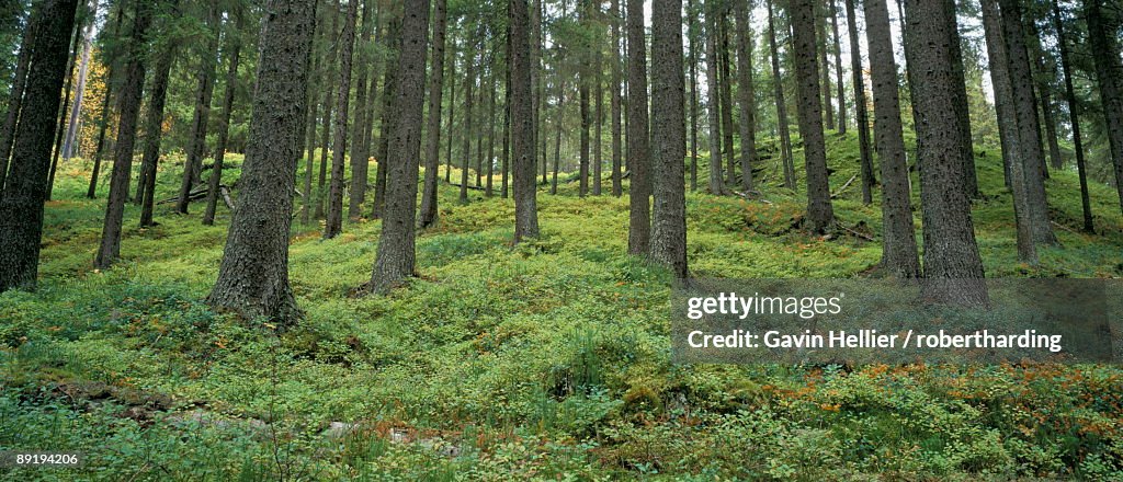 Coniferous woods, Lappland, Sweden, Scandinavia, Europe