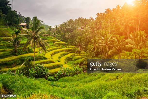 rice terraces at sunrise, bali, indonesia - ubud rice fields stock pictures, royalty-free photos & images