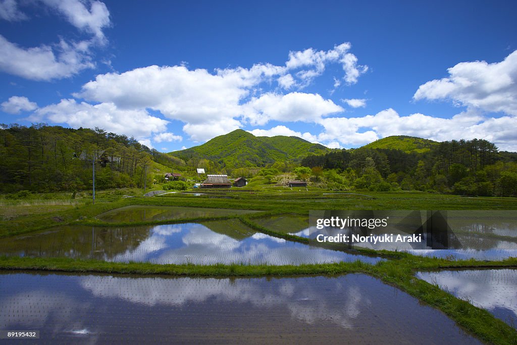 Rice field and mountain