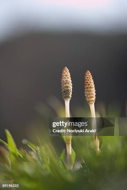 horsetail - ackerschachtelhalm stock-fotos und bilder