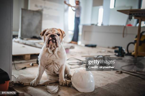 ¡bulldog en sitio de construcción! - bulldog inglés fotografías e imágenes de stock