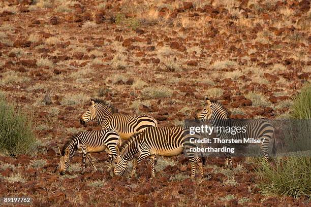 hartmann's mountain zebra equus zebra hartmannae, damaraland, namibia, africa - cebra de montaña fotografías e imágenes de stock