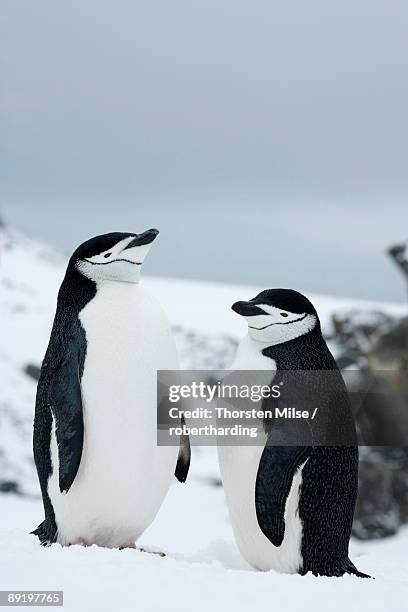 chinstrap penguins pygoscelis antarcticus, half moon island, antarctic peninsula, drake passage, weddell sea, antarctica, polar regions - half moon island stock pictures, royalty-free photos & images