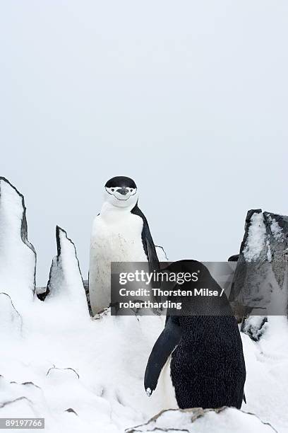 chinstrap penguins pygoscelis antarcticus, half moon island, antarctic peninsula, drake passage, weddell sea, antarctica, polar regions - straat drake stockfoto's en -beelden