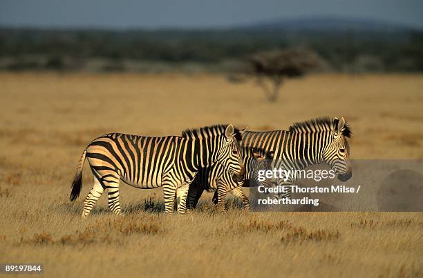 hartman's mountain zebra, equus zebra hartmannae, damaraland, namibia, africa - cebra de montaña fotografías e imágenes de stock