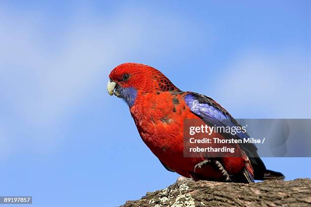 crimson rosella platycercus elegans, wilson's promontory national park, victoria, australia, pacific - rosella carmesí fotografías e imágenes de stock