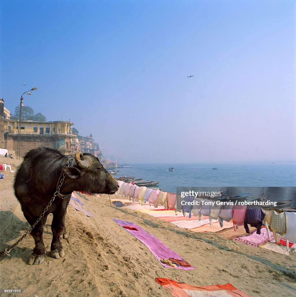 Water buffalo and drying washing on the banks of the river Ganges, Varanasi, Uttar Pradesh state, India, Asia