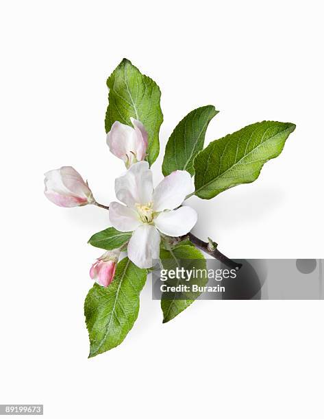 apple blossom - leaf isolated stock pictures, royalty-free photos & images