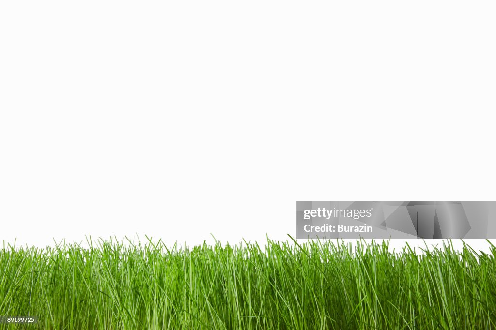 Grass on white