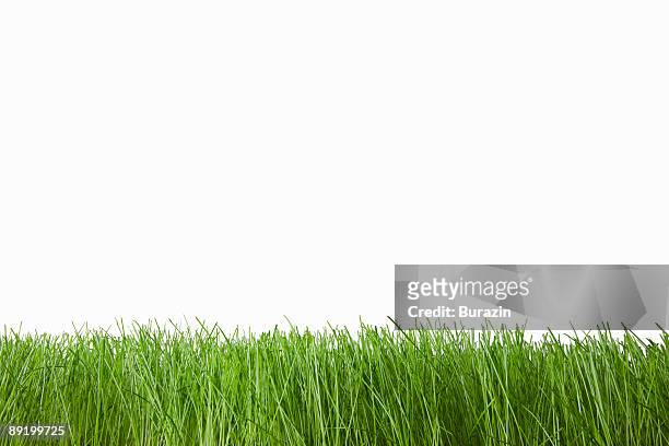 grass on white - relvado imagens e fotografias de stock