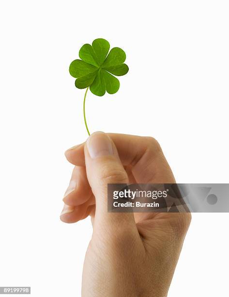 4 leaf clover - blessing foto e immagini stock