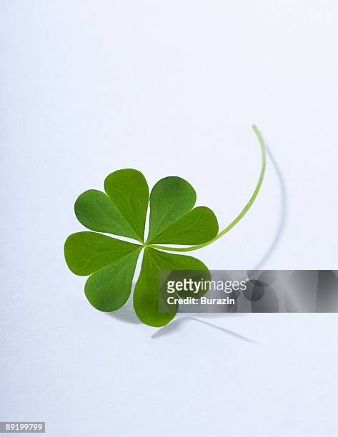 4 leaf clover - four leaf clover stock pictures, royalty-free photos & images