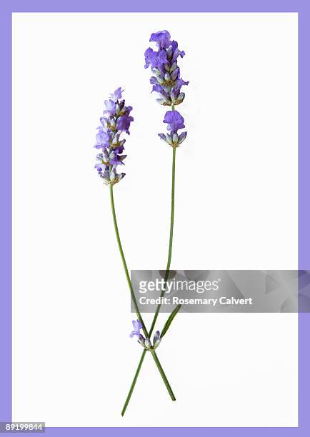 two stems of lavender flowers - lavendel freisteller stock-fotos und bilder