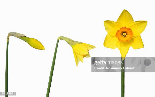 daffodil in stages of opening. - flowers on white stock pictures, royalty-free photos & images