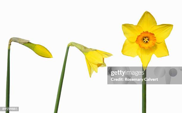 daffodil in stages of opening. - flowers on white stock pictures, royalty-free photos & images