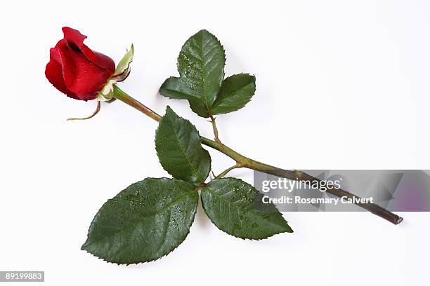 red rose lying down, white background - enkele roos stockfoto's en -beelden