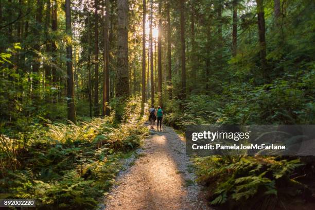 hombre y mujer excursionistas admirando rayos streaming a través de árboles - canadian fotografías e imágenes de stock