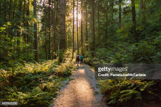 man and woman hikers admiring sunbeams streaming through trees - footpath stock pictures, royalty-free photos & images
