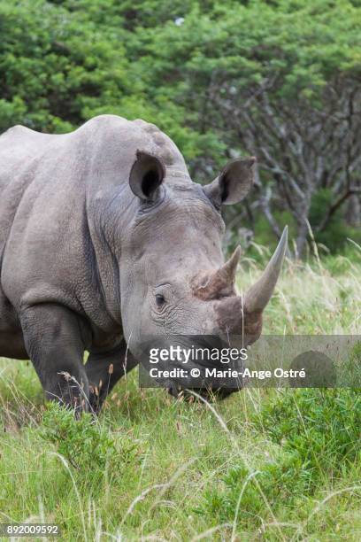 south africa, white rhino in the wild - marie ange ostré photos et images de collection