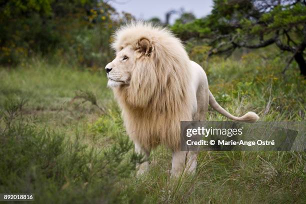 4,444 White Lion Photos and Premium High Res Pictures - Getty Images 4,444 White Lion Photos and Premium High Res Pictures - Getty Images
