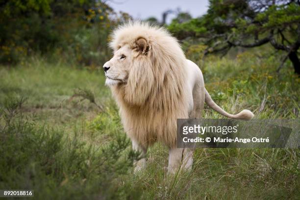 south africa, animal: endangered and rare white lion - marie ange ostré - fotografias e filmes do acervo