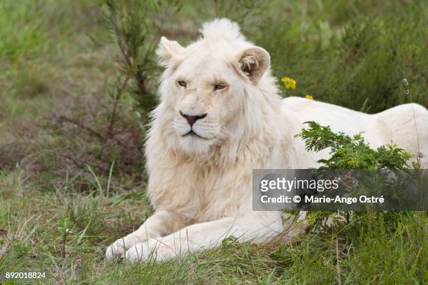 south africa, animal: endangered and rare white lion - marie ange ostré photos et images de collection