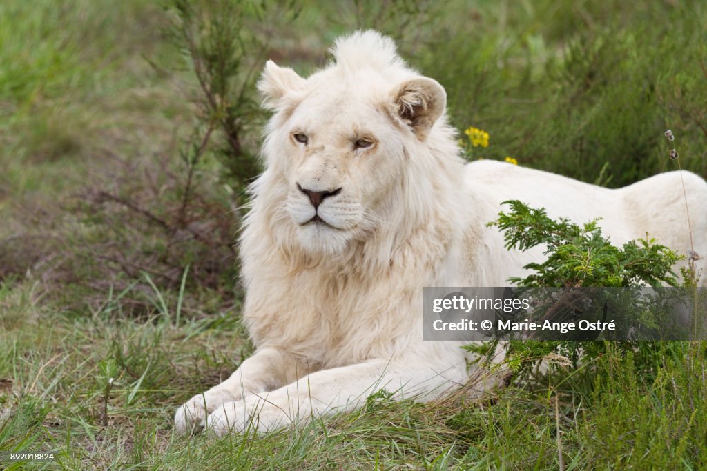 South Africa, animal: endangered and rare white lion