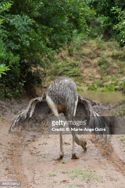 south africa, animal:ostrich, head down - marie ange ostré photos et images de collection