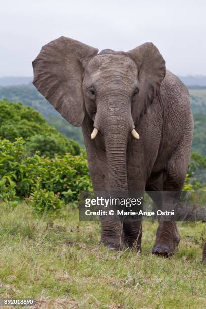 south africa, animal:wild african elephant - marie ange ostré photos et images de collection
