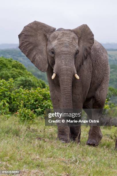 south africa, animal:wild african elephant - marie ange ostré - fotografias e filmes do acervo